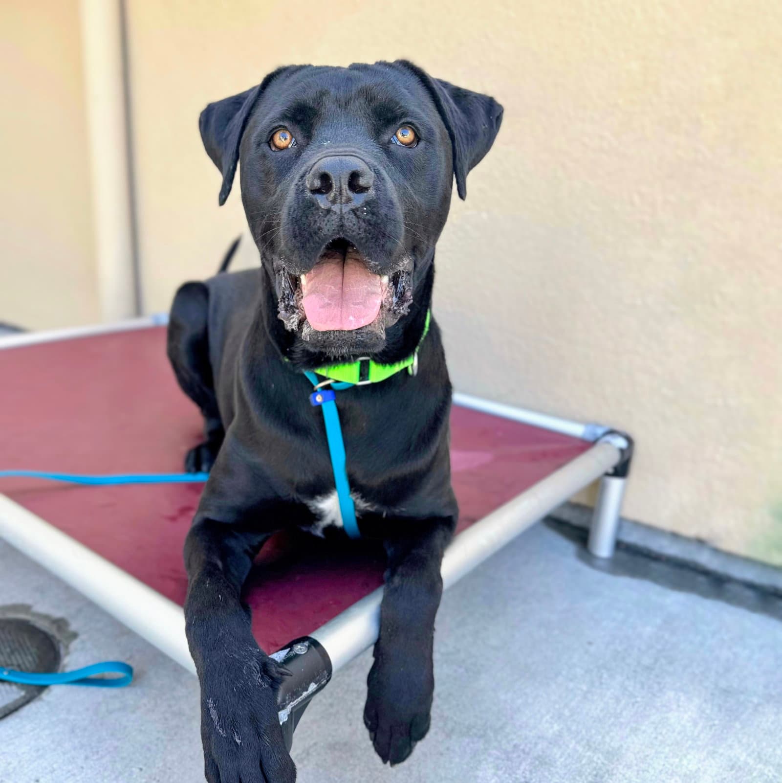 Hummus - Cane Corso Mastiff