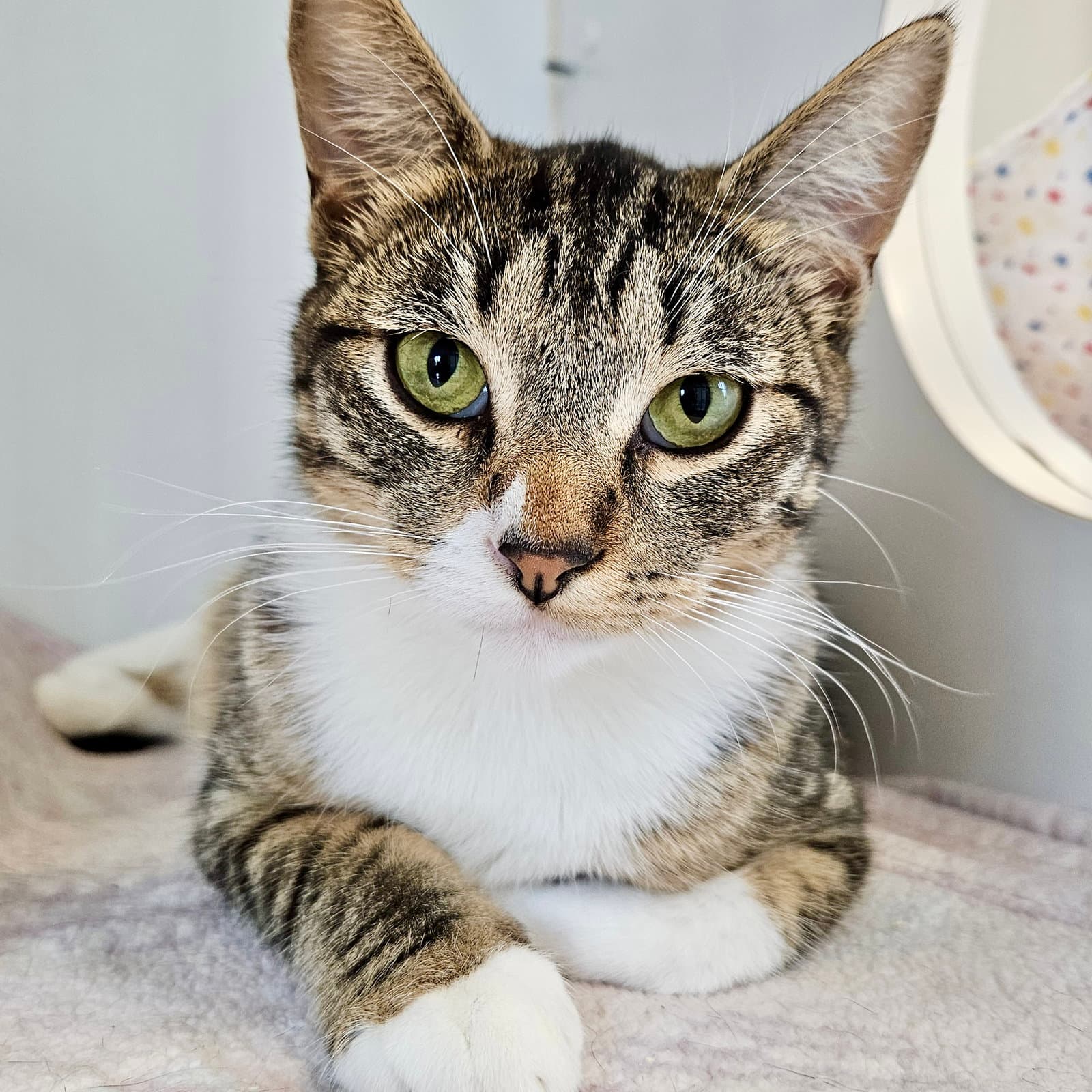 Shroom Bonded Wshitake - Domestic Short Hair