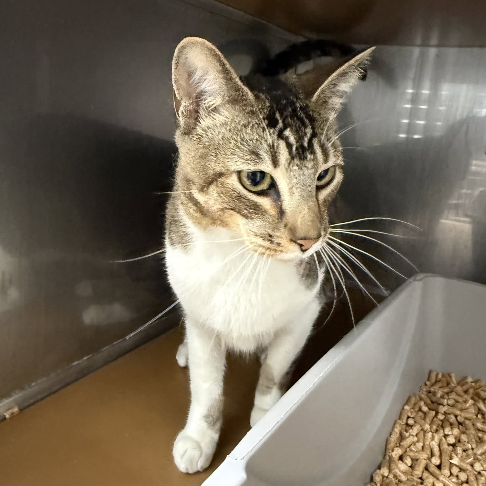 Irving Bonded W Lacy