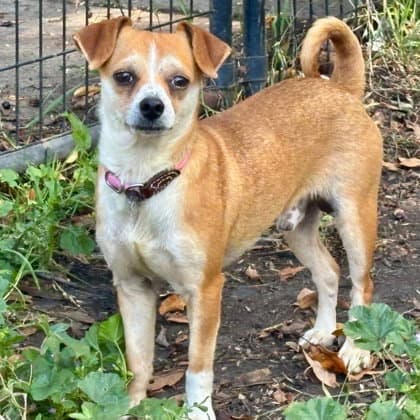 Robbins - Chihuahua