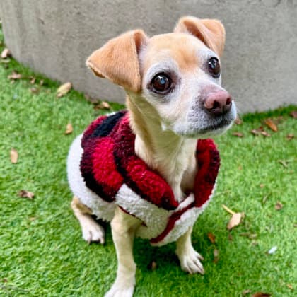 Max - Chihuahua