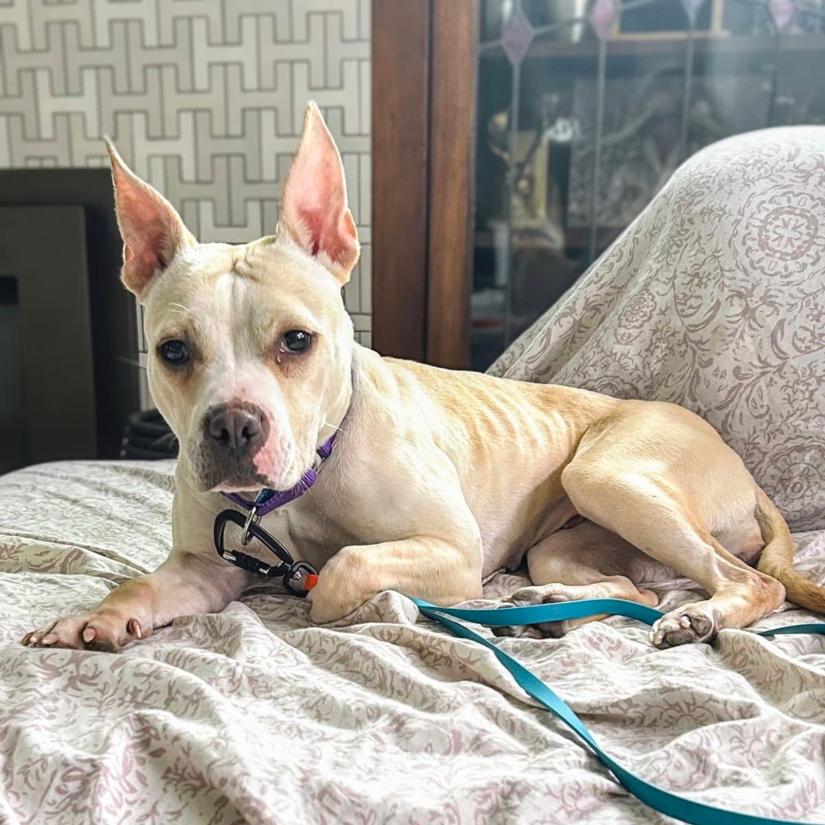Demi - Pit Bull Terrier