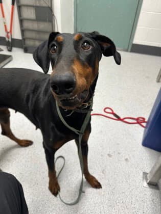 Sangria - Doberman Pinscher