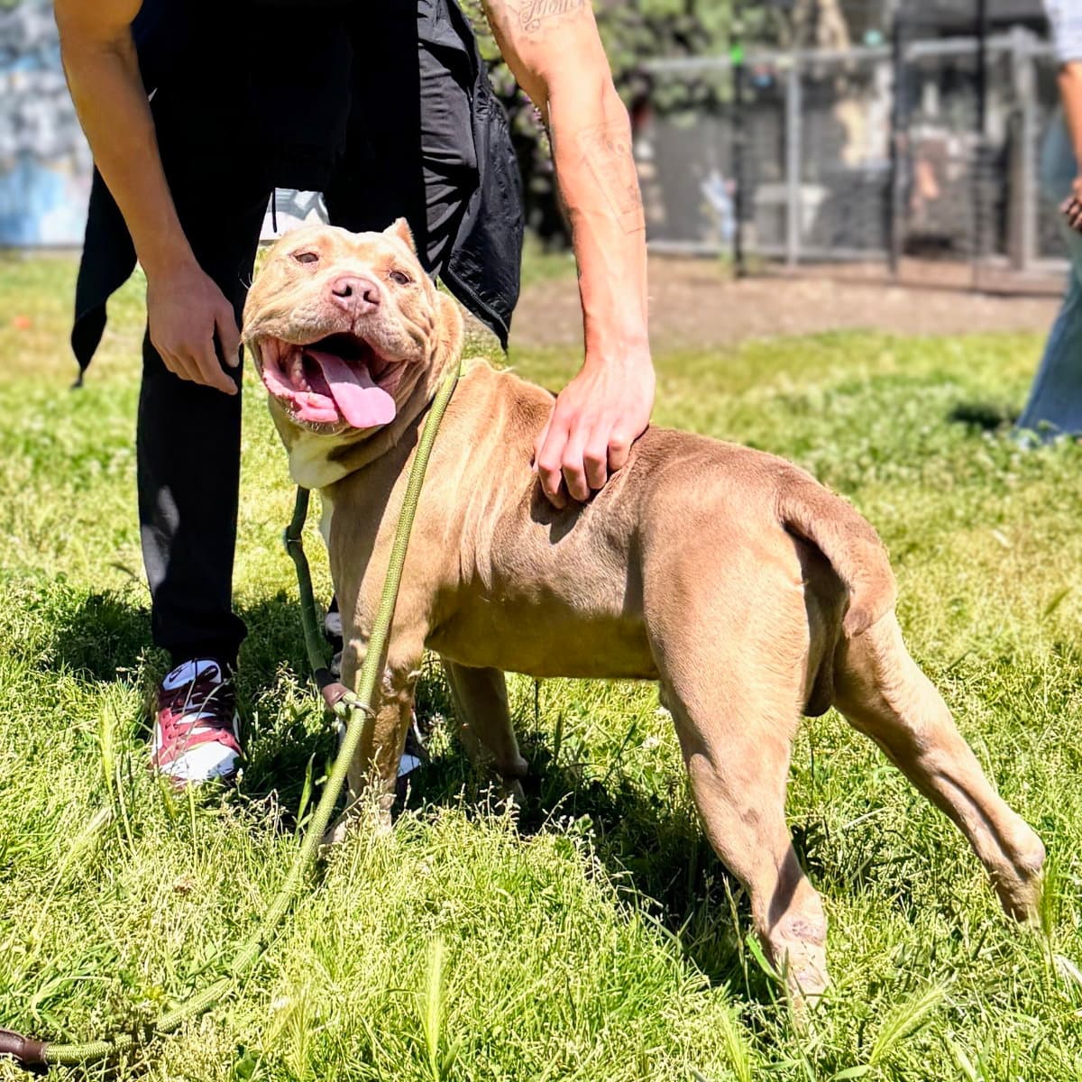 Micah - American Pit Bull Terrier