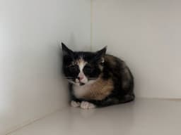 Samantha Bonded W Tabitha image 1