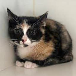 Samantha Bonded W Tabitha image 2