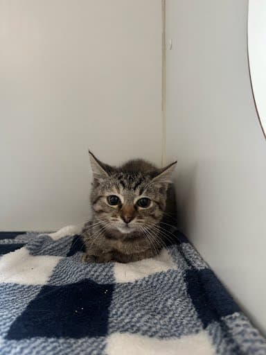 Tabitha Bonded W Samantha - Domestic Short Hair