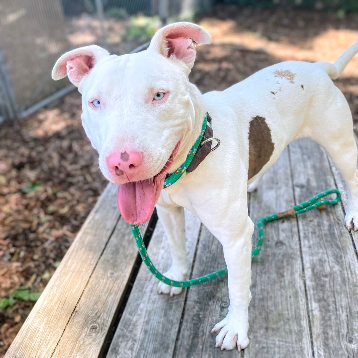 Bennie - American Pit Bull Terrier