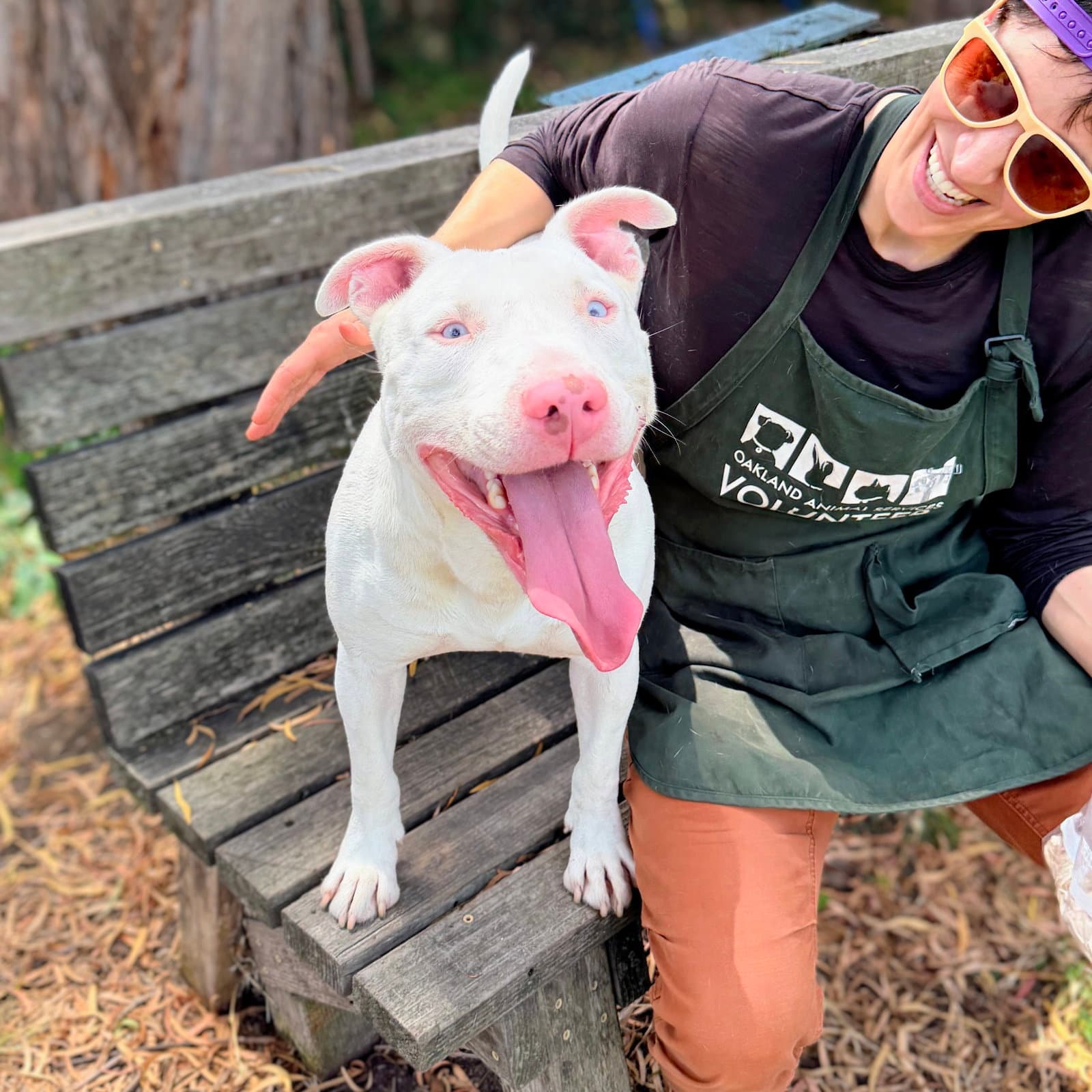 Bennie - American Pit Bull Terrier