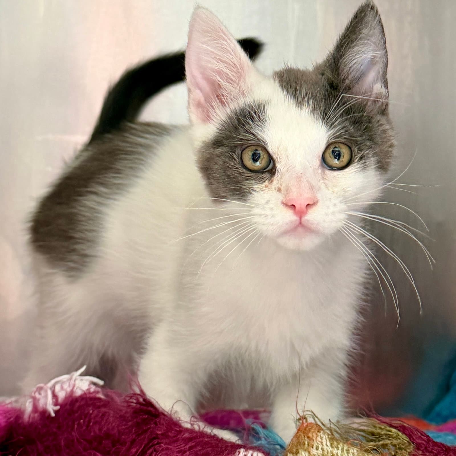 Raja Bonded W Jasmine - Domestic Short Hair