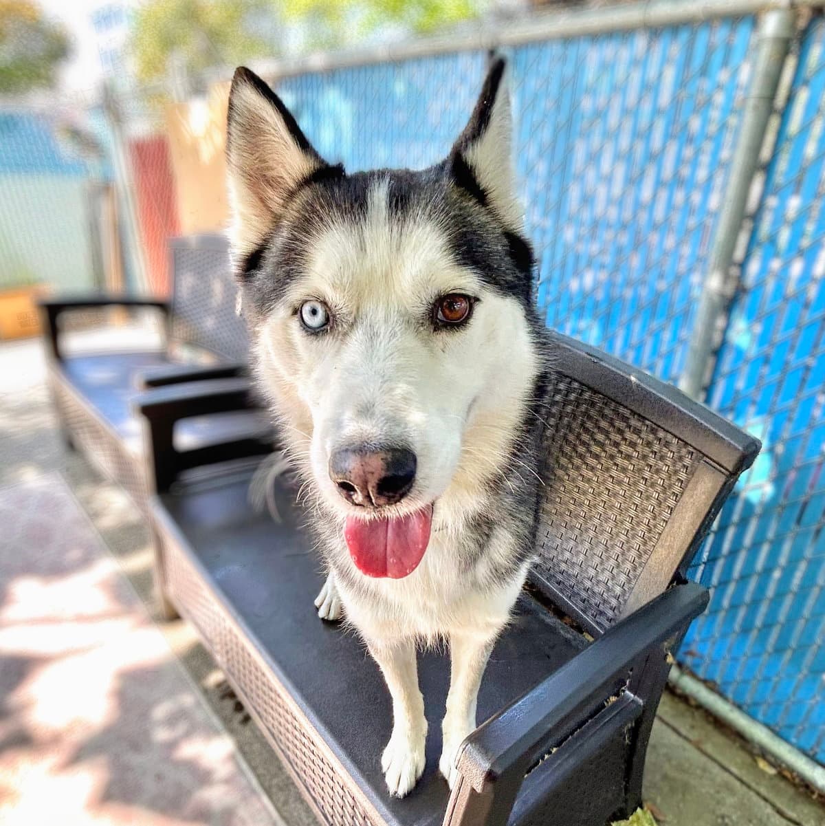 Tony - Siberian Husky