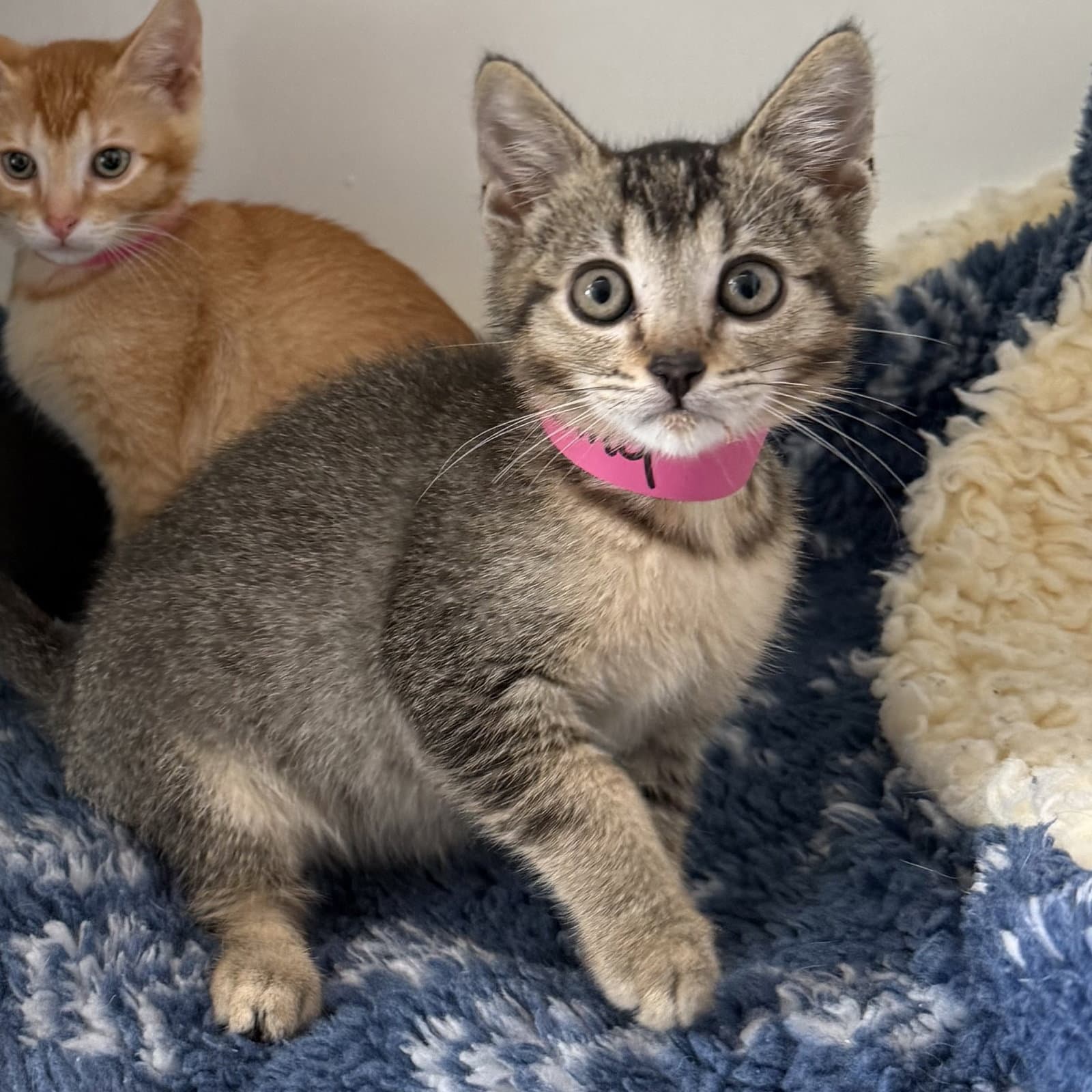 Stormy - Domestic Short Hair