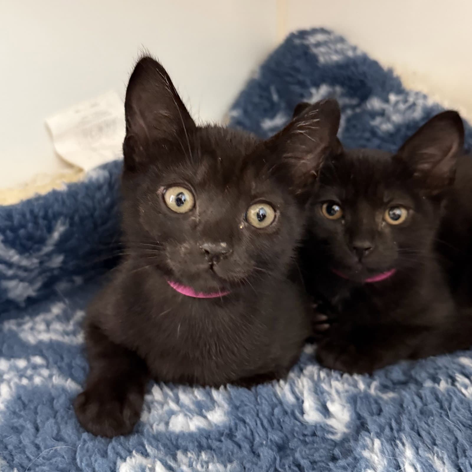 Cloudy - Domestic Short Hair