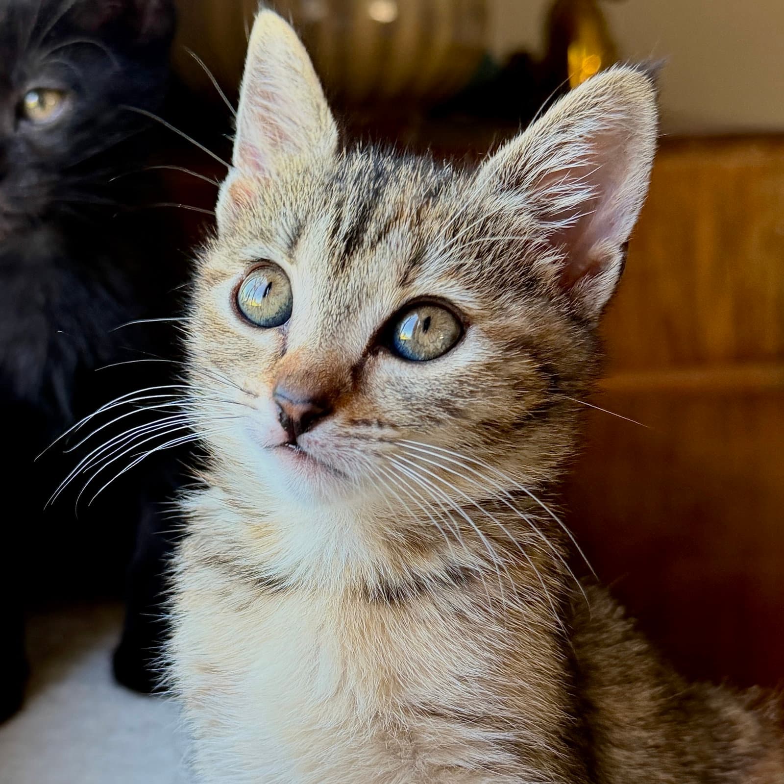 Augusta Bonded W Macon - Domestic Short Hair