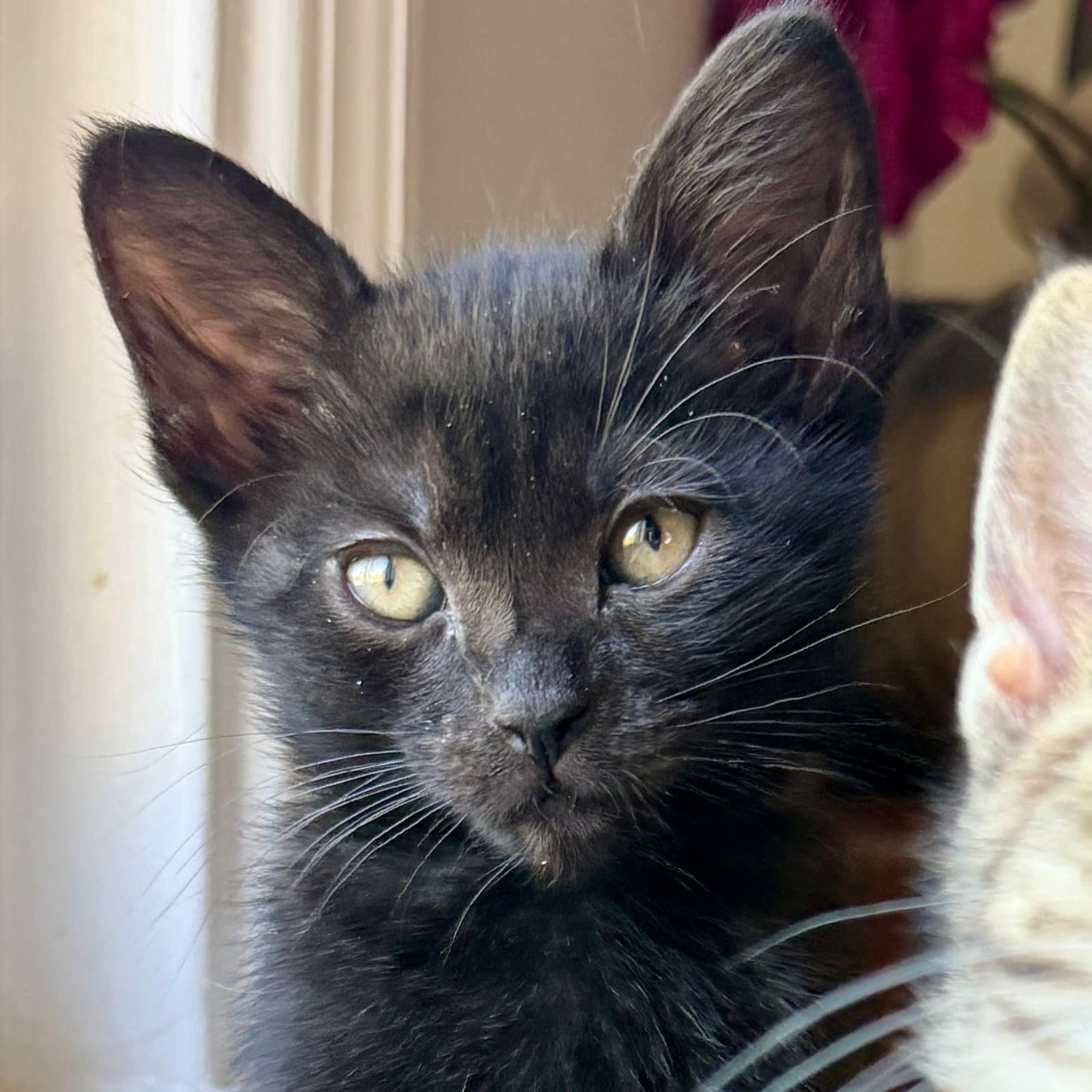 Macon Bonded W Augusta - Domestic Short Hair
