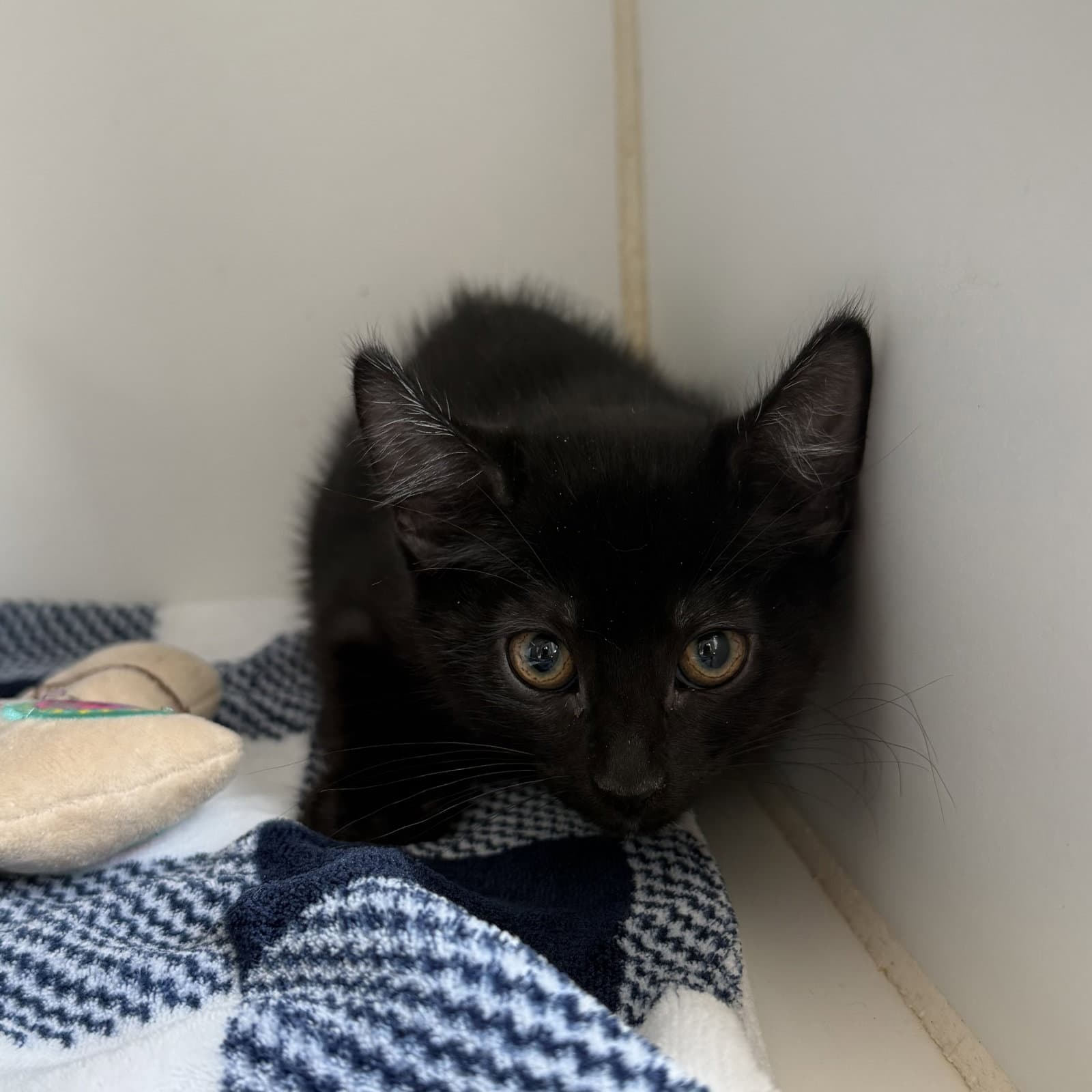 Olive Bonded W Martini - Domestic Short Hair