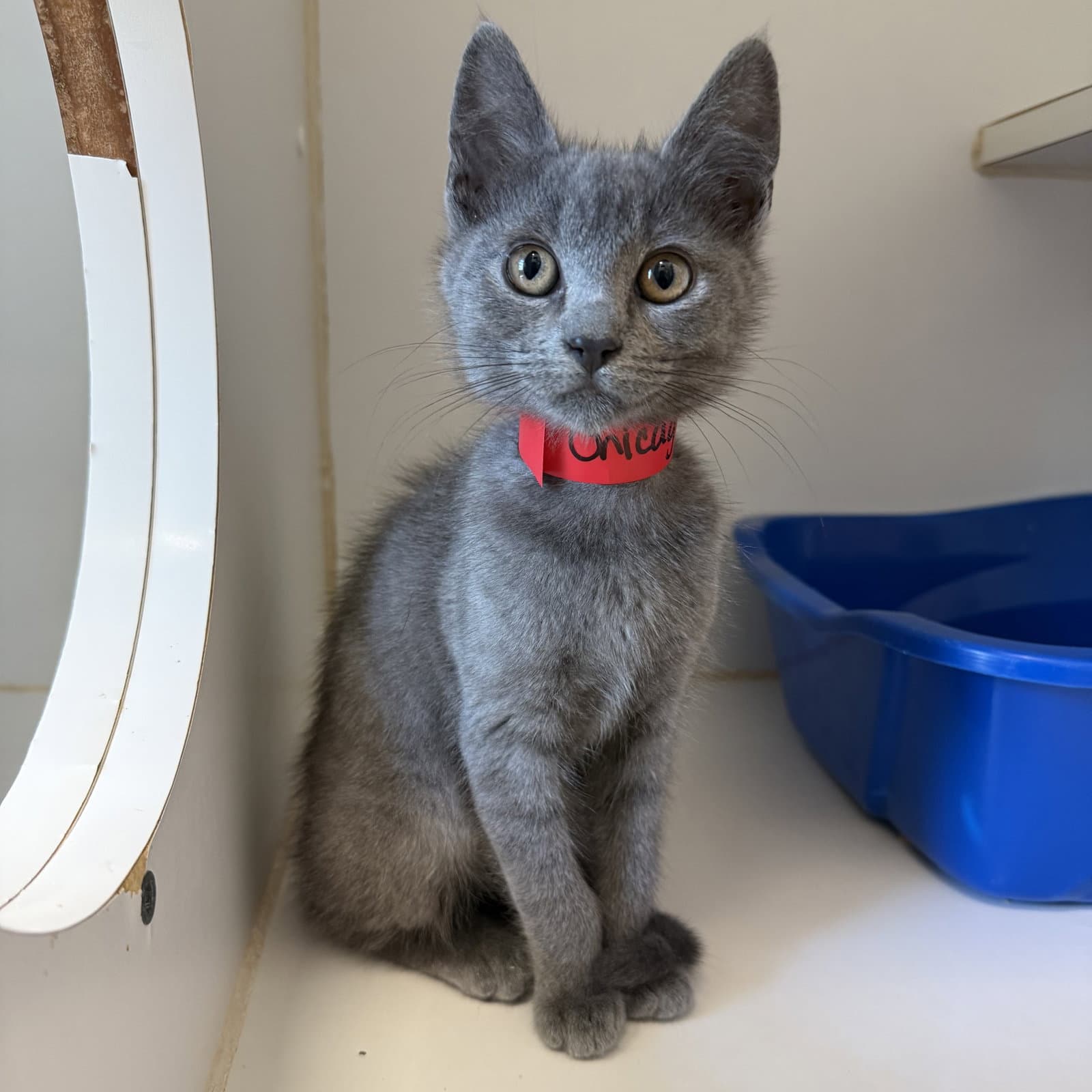 Chicago Bonded W Boston - Domestic Short Hair