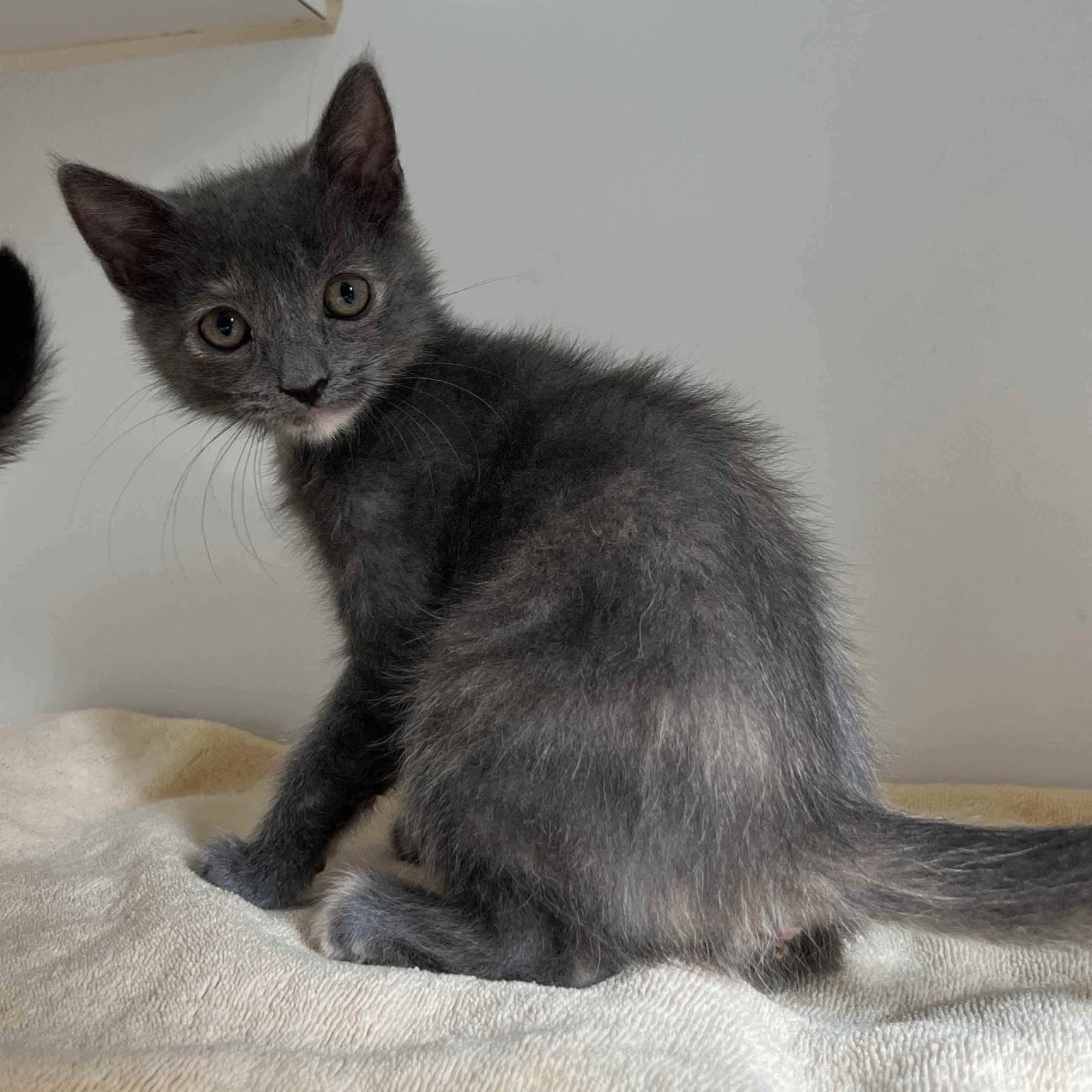 Pigeon - Domestic Short Hair