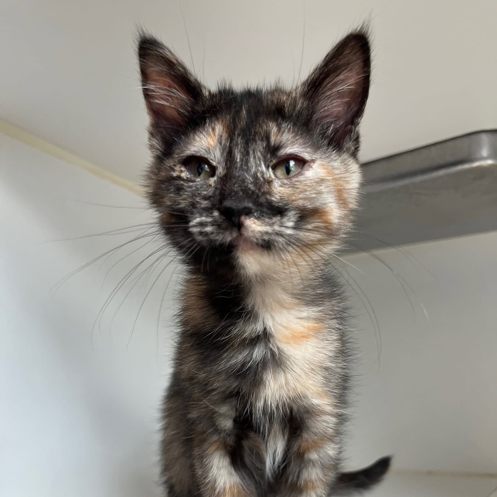 Cricket - Domestic Short Hair