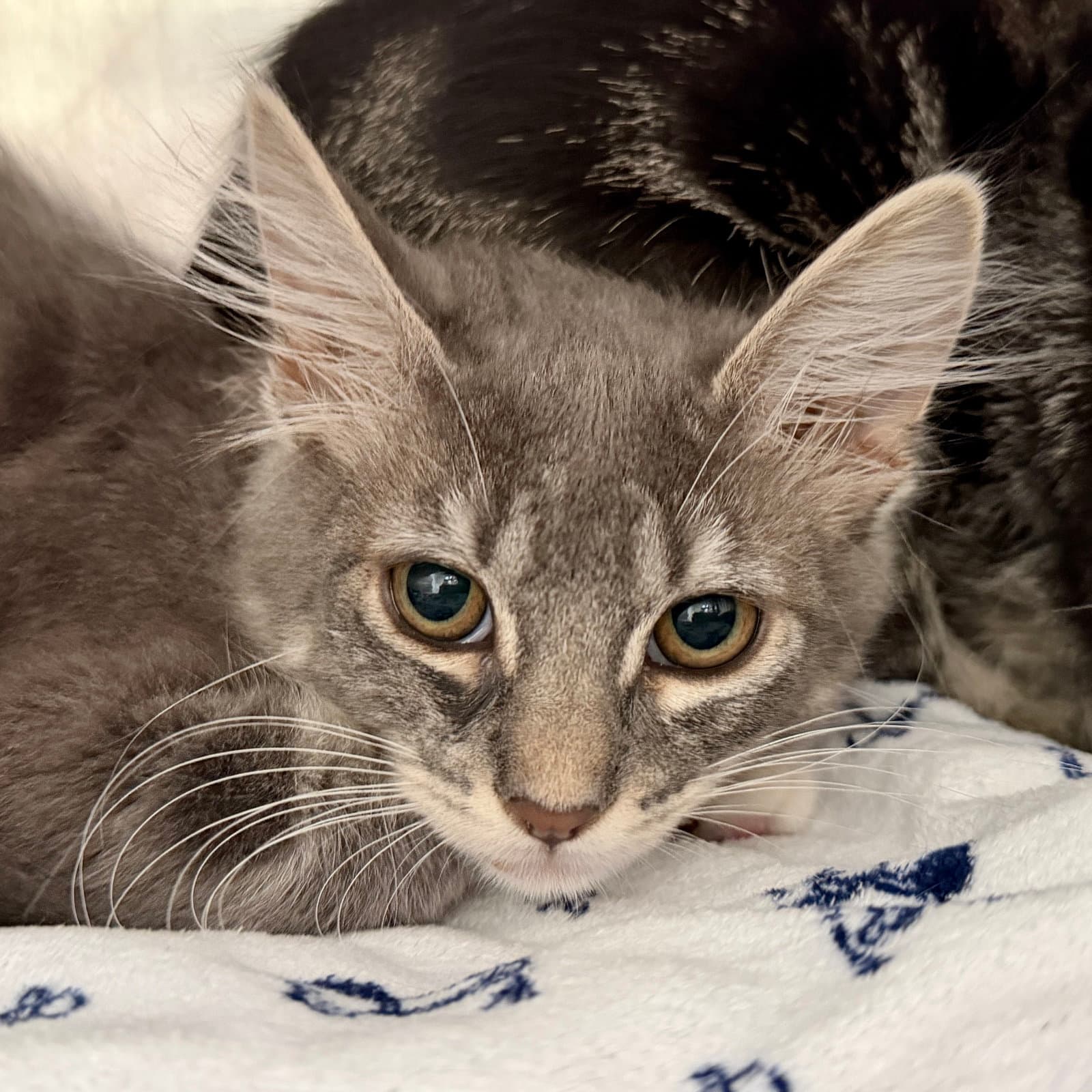 Glinda Bonded W Boch - Domestic Medium Hair