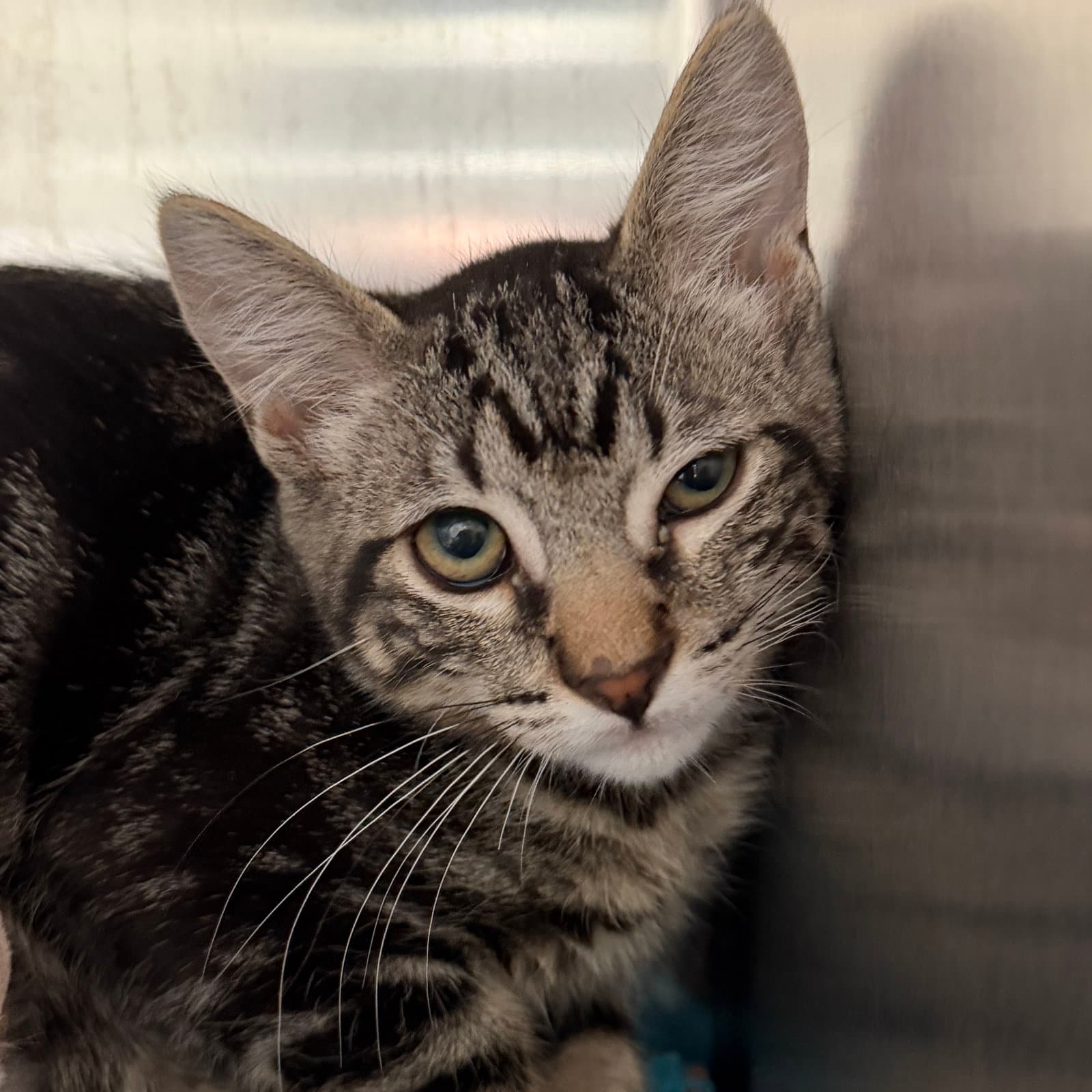Boch Bonded W Glinda - Domestic Short Hair