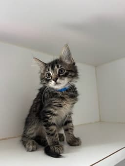 Buster image 1