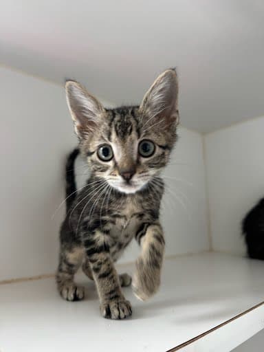 Desi - Domestic Short Hair