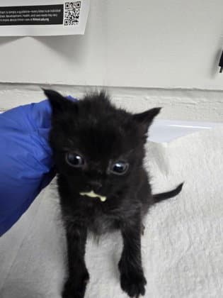Laurel - Domestic Short Hair