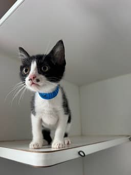 Charlie image 1