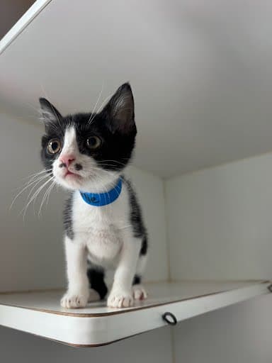 Charlie - Domestic Short Hair