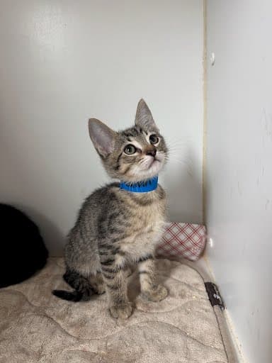 Calvin - Domestic Short Hair