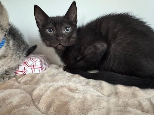Carolina - Domestic Short Hair