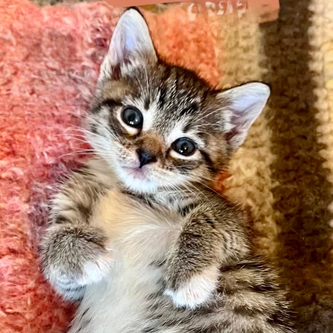 Mango Bonded W Peach - Domestic Short Hair