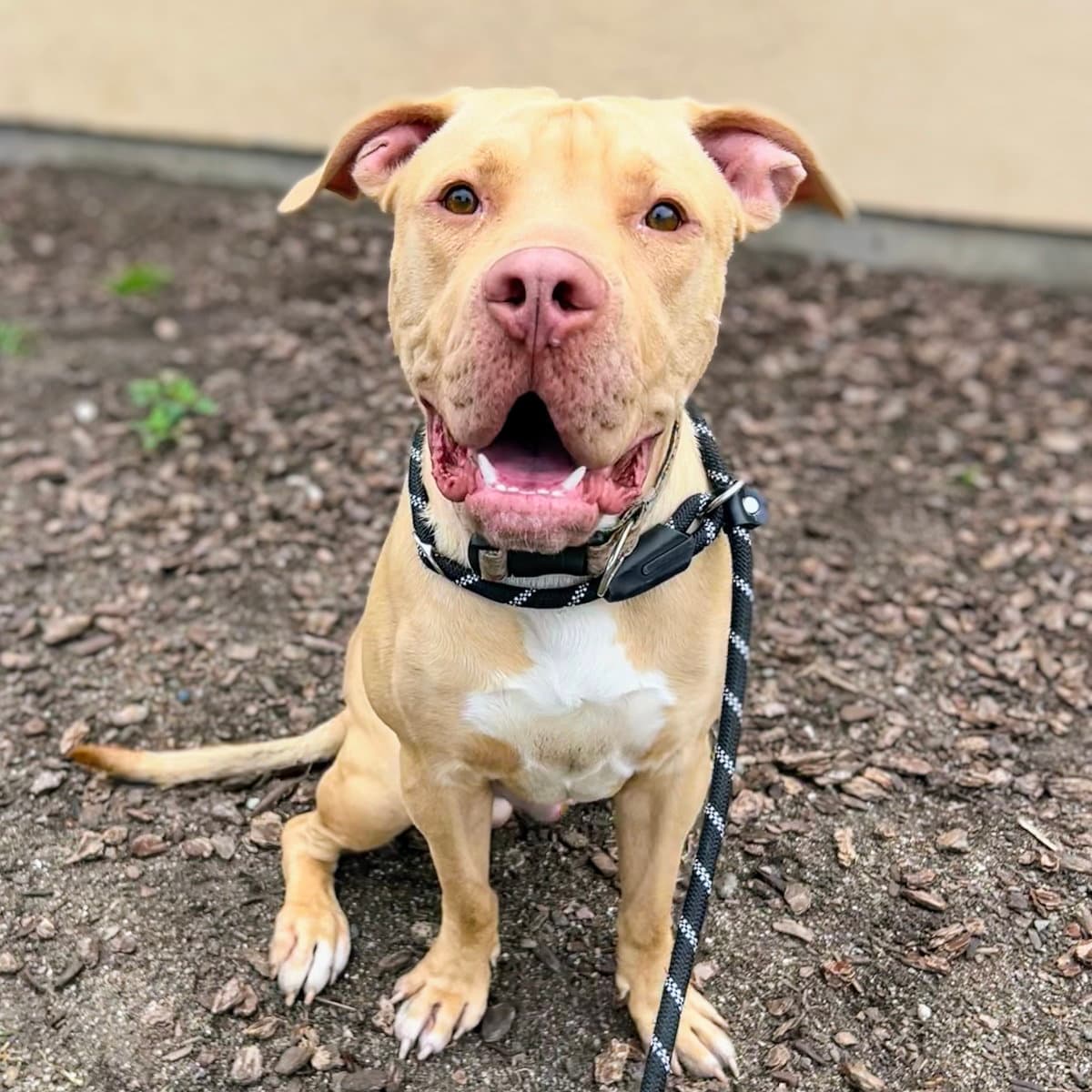 Buster - Pit Bull Terrier