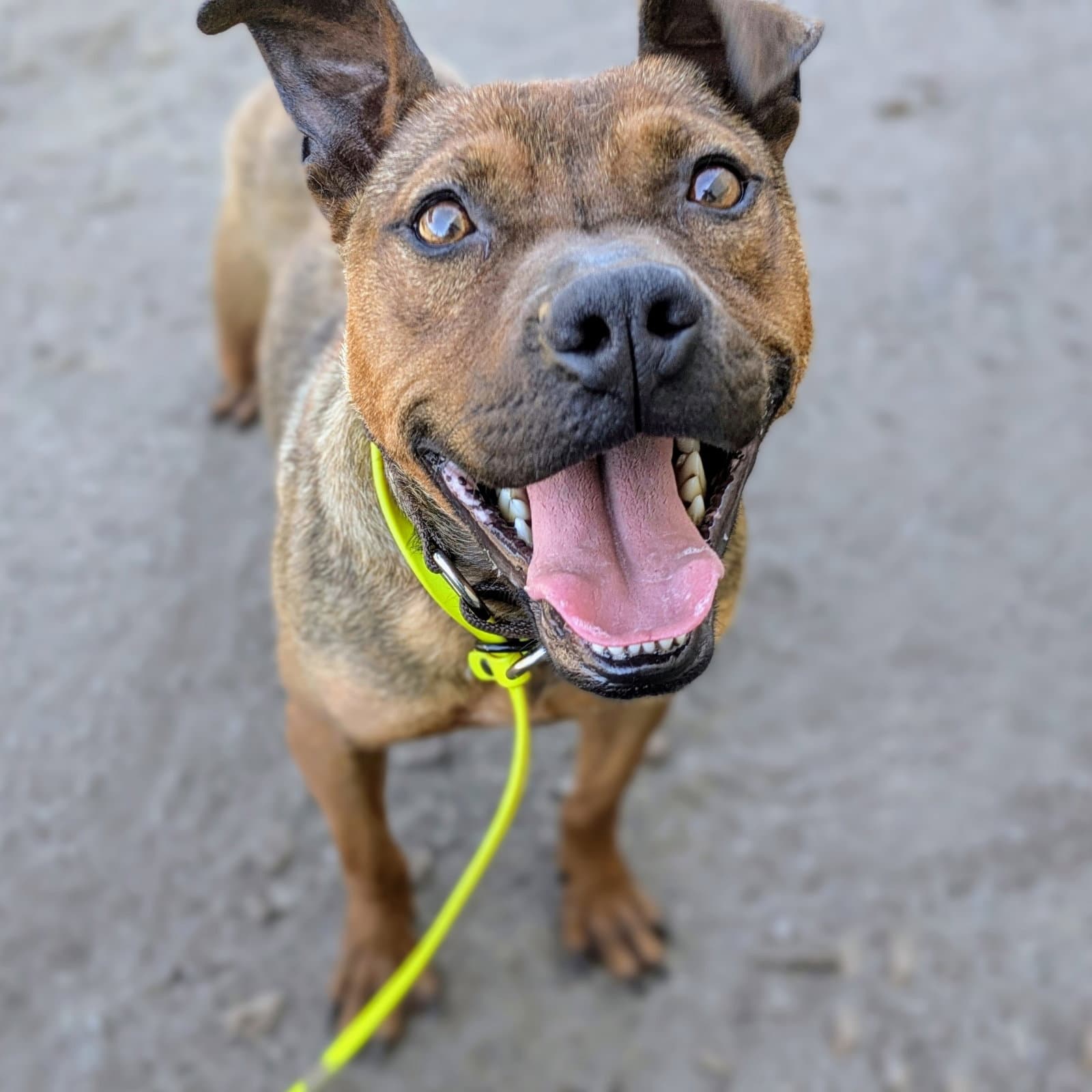 Newman - Pit Bull Terrier
