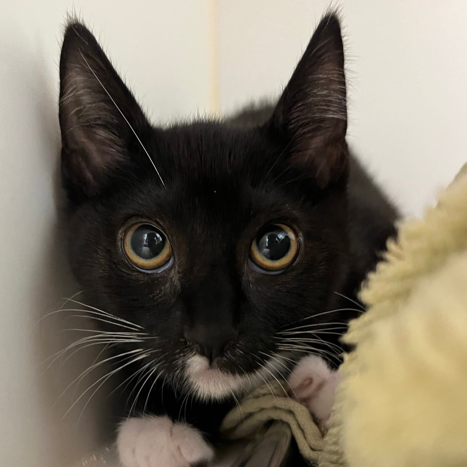 Kelly - Domestic Short Hair