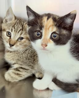 Buttercup image 2