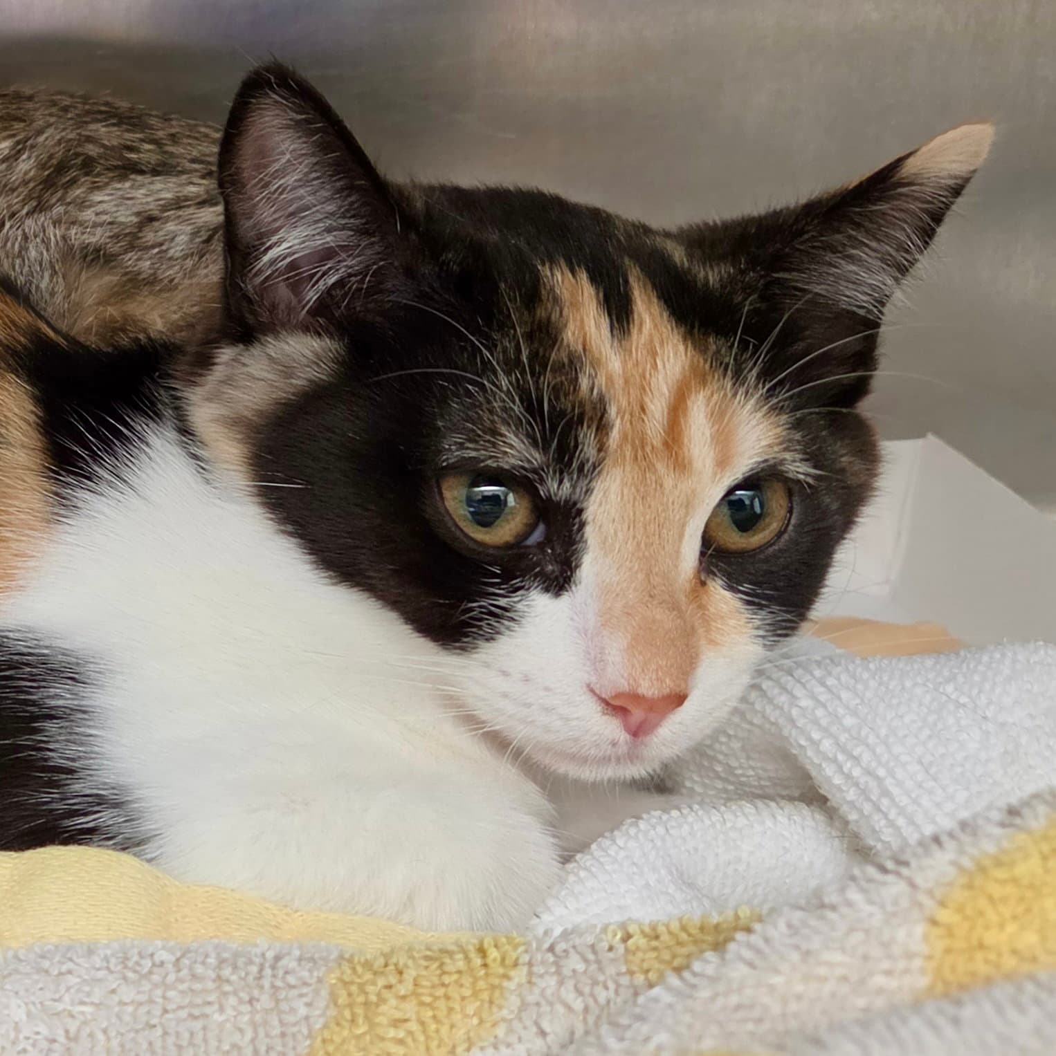 Buttercup - Domestic Short Hair
