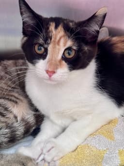 Buttercup image 3