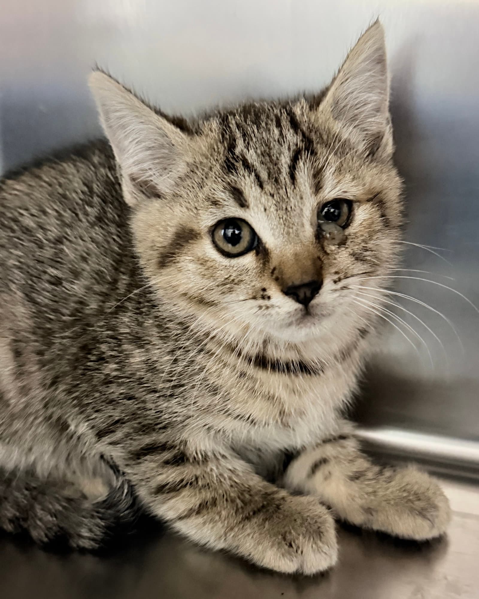 Bubbles - Domestic Short Hair