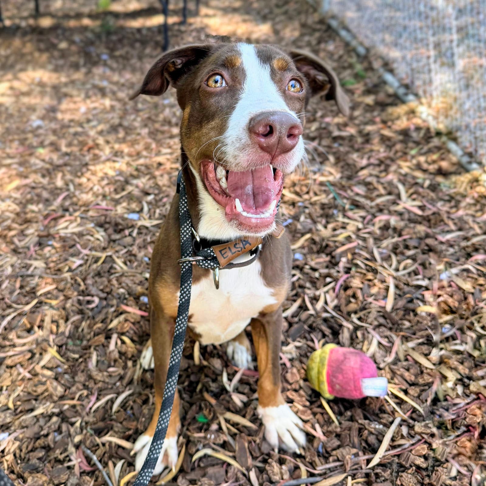 Fresca - Pit Bull Terrier