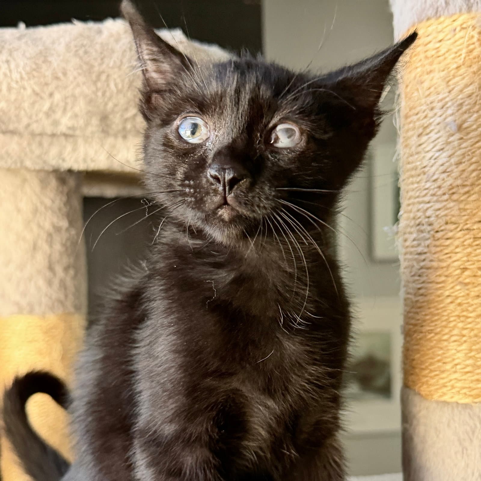 Amoeba - Domestic Short Hair