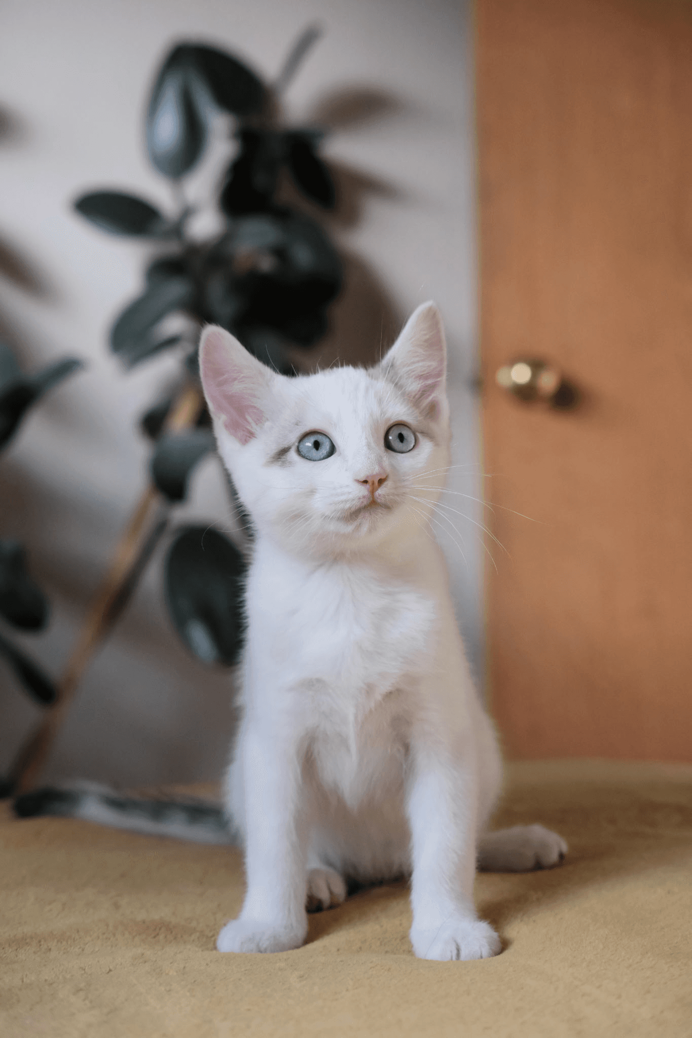 Hanna - Domestic Short Hair