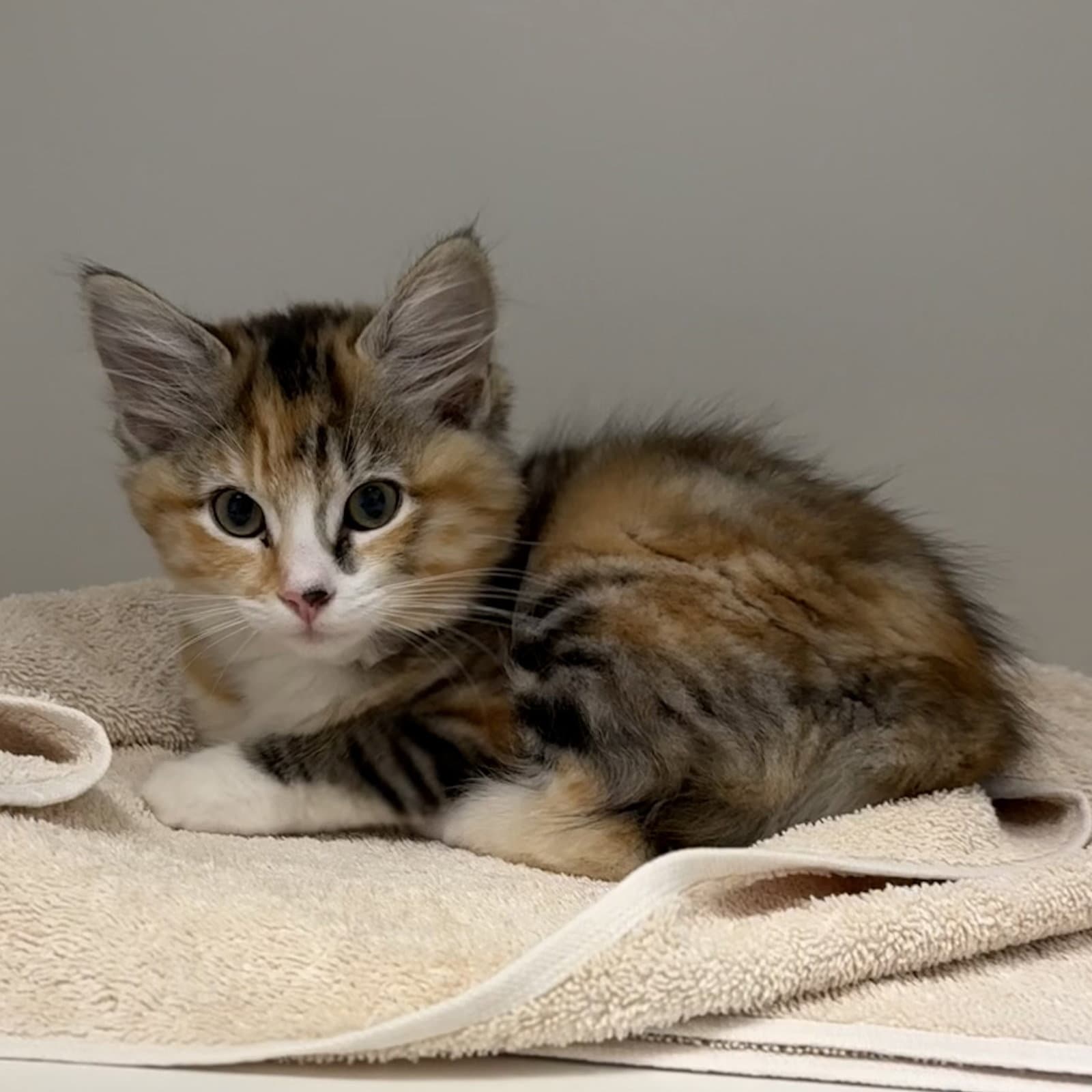 Mochi - Domestic Medium Hair