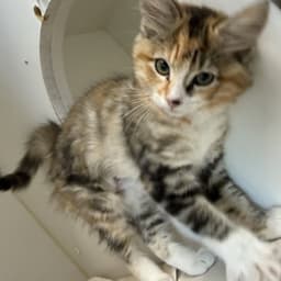 Mochi image 2