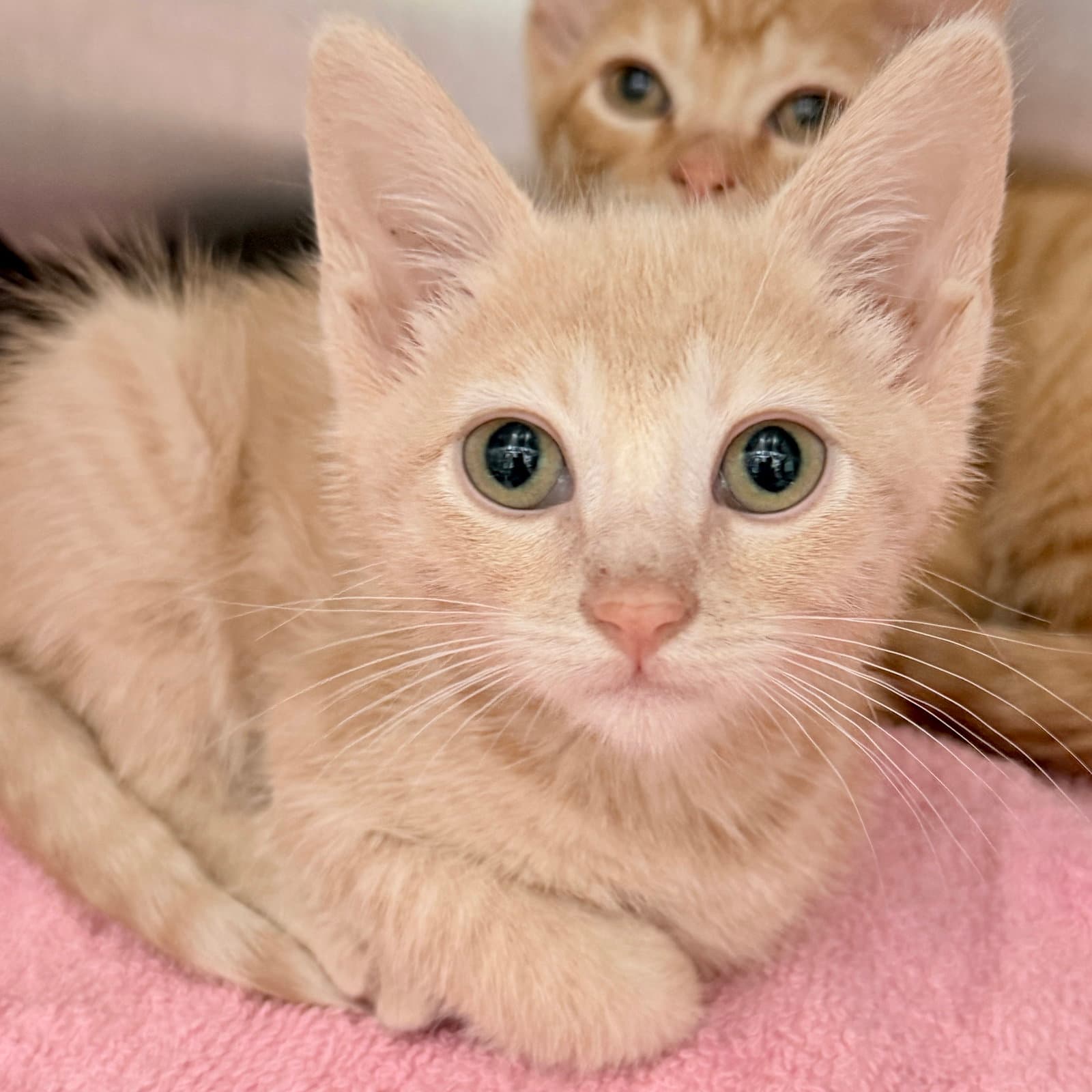 Apollo Bonded W Artemis - Domestic Short Hair