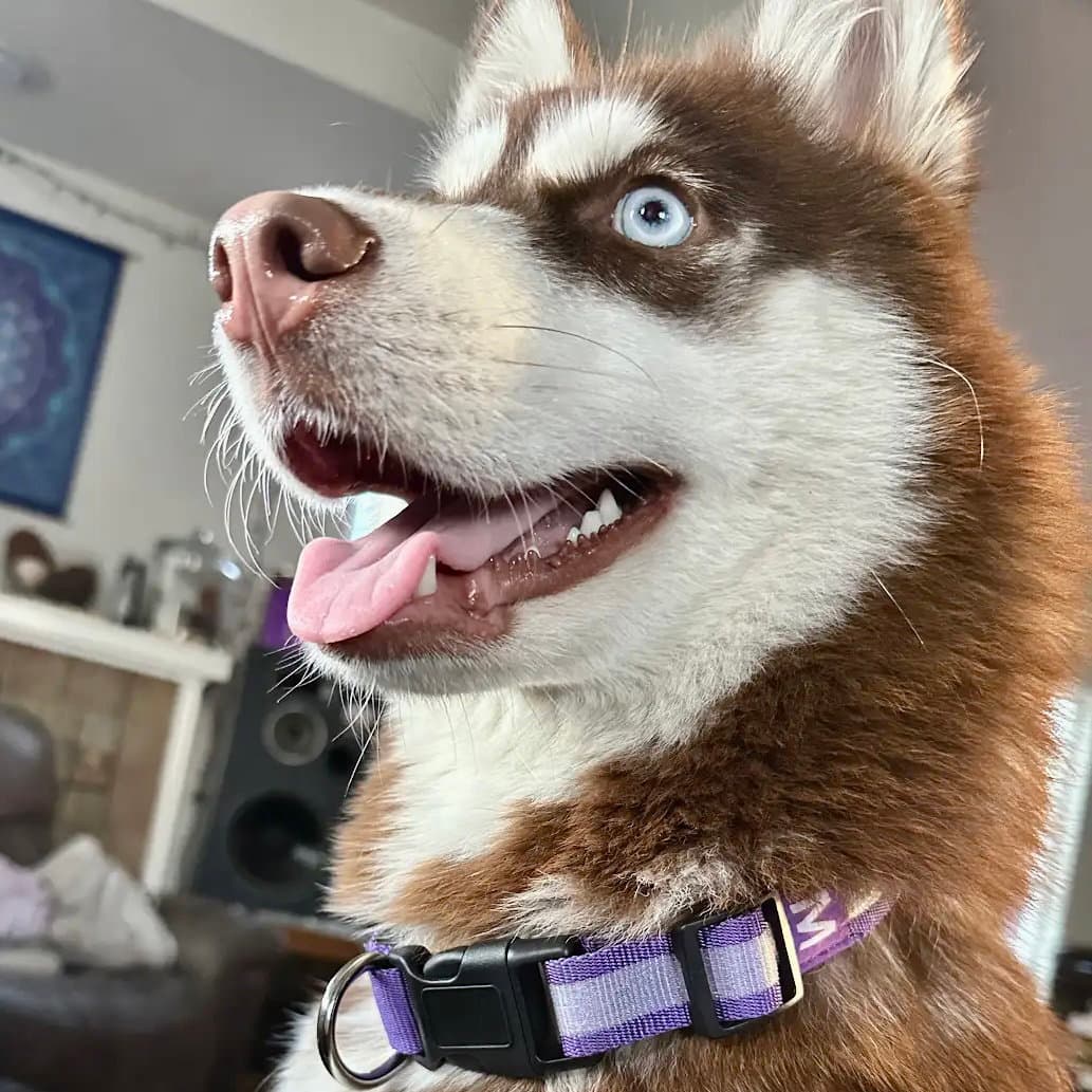 Tindra - Husky