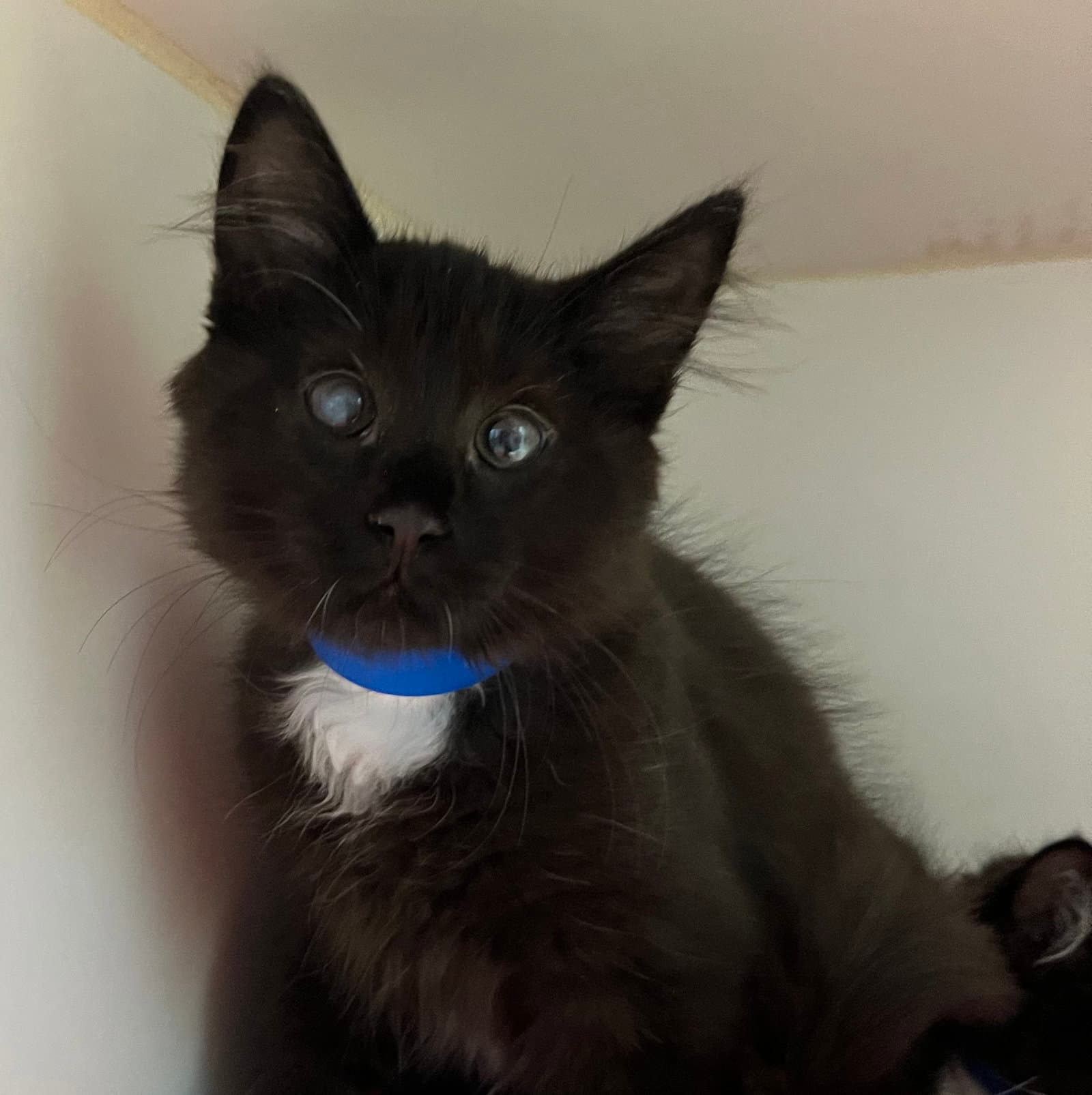Mars - Domestic Medium Hair