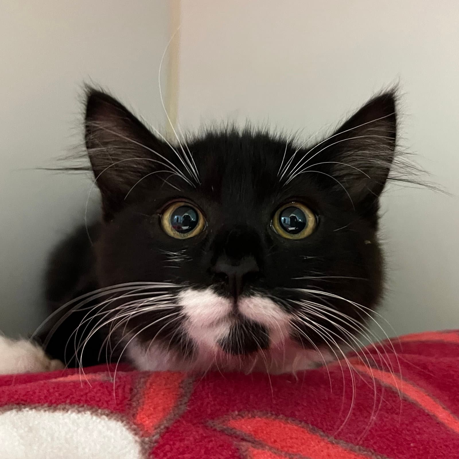 Moss - Domestic Medium Hair