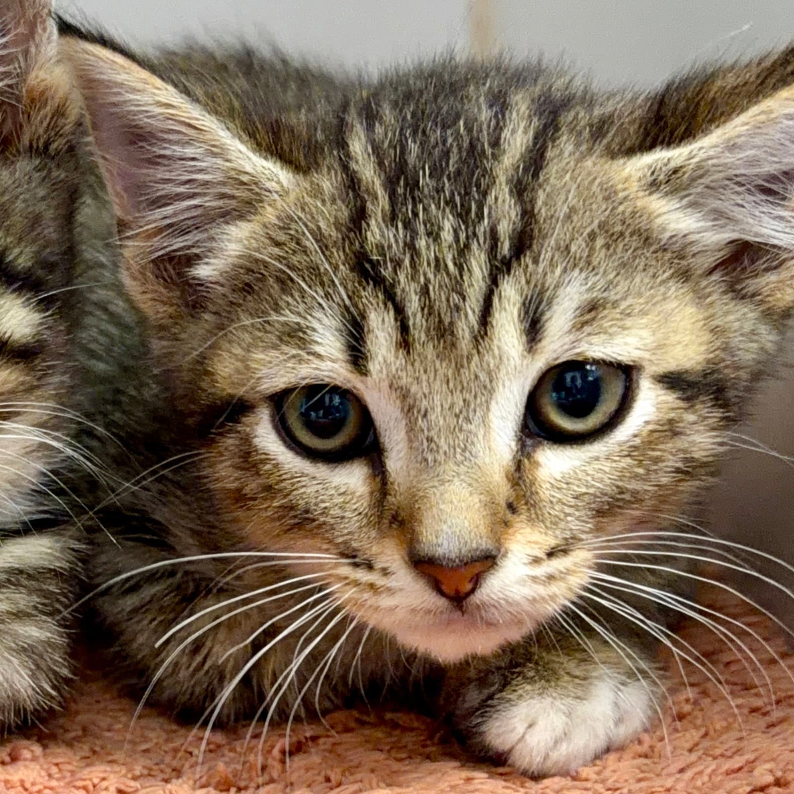 Honeycrisp Bonded W Gala - Domestic Short Hair